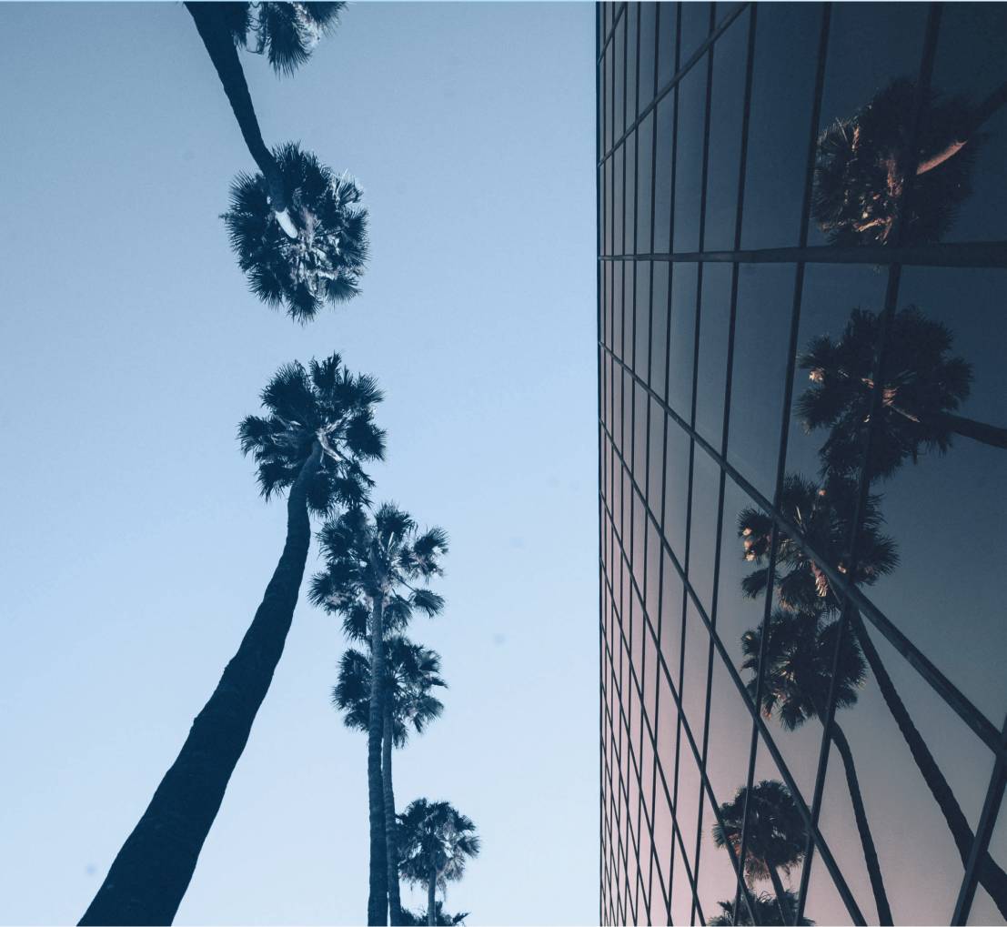 Photo of palm trees reflecting in modern glass building windows